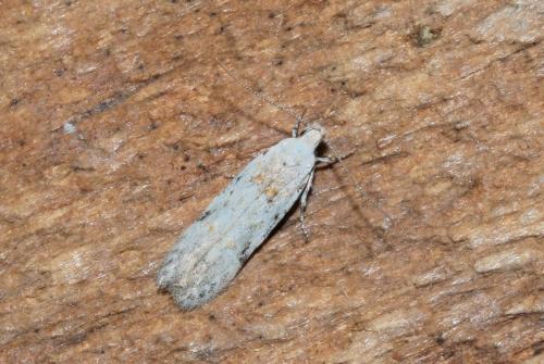 Réf. 358 801 : Carpatolechia alburnella